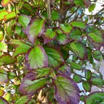 Parócia perzská (Parrotia persica) ´PERSIAN SPIRE´ - výška 30-50 cm, kont. C2L